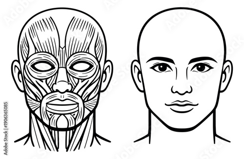 Line art human head anatomy set featuring facial muscles and a simplified face for medical education