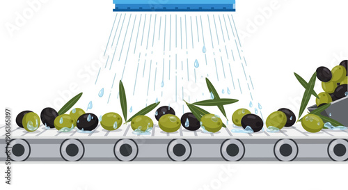 Olive Washing Process on Industrial Conveyor Belt. Factory Production Line Cleaning Black and Green Olives for Oil Manufacturing Vector Illustration.