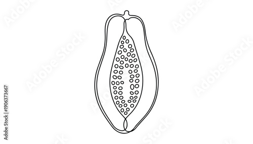 One continuous line illustration of an Papaya fruits slice, isolated on white background.