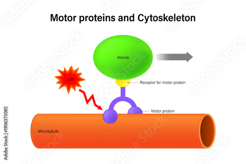 Motor proteins and Cytoskeleton. a vesicle moving along a microtubule. 