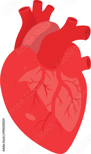 A stylized illustration depicts a bright red human heart with visible vessels