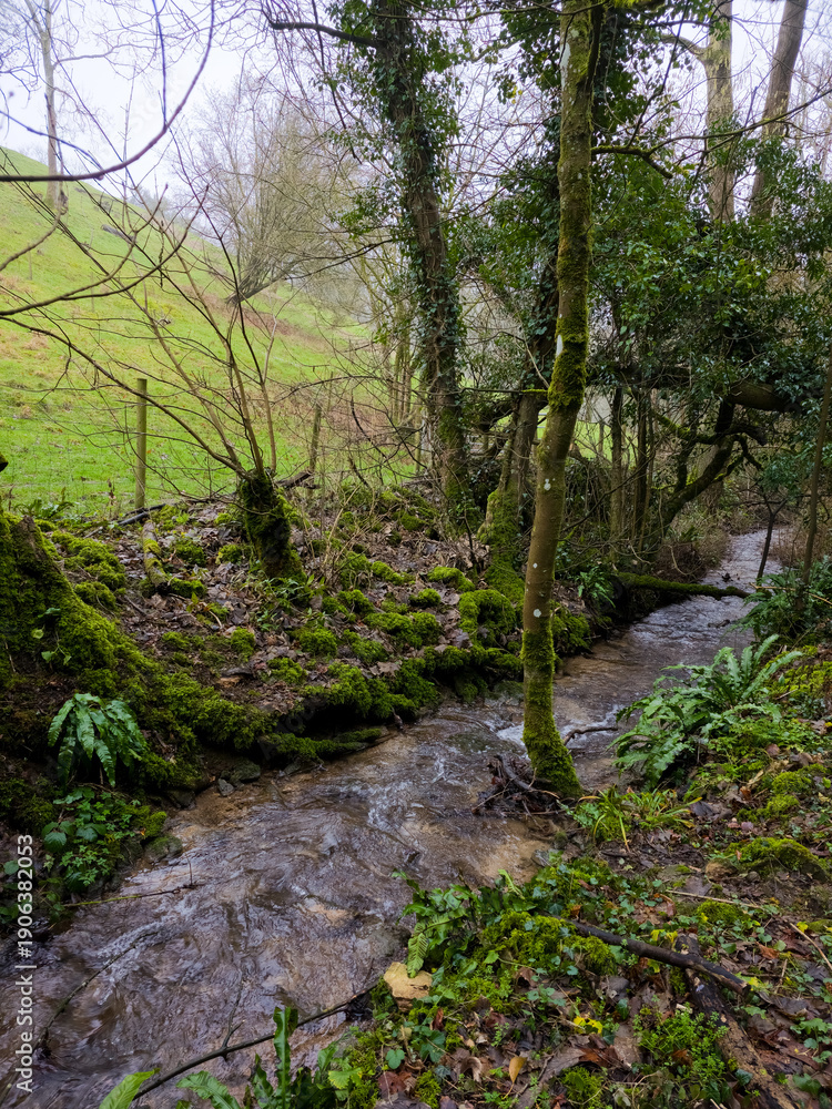Obraz premium Serene mossy stream flowing through ivy-covered woodland Cotswolds England