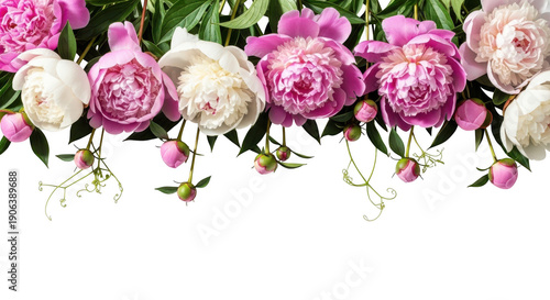 Soft Pink and White Peony Flowers Border - Spring Summer Floral Arrangement