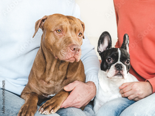 Εκτύπωση καμβά Two dogs — Pit bull and French Bulldog — resting on owners’ laps