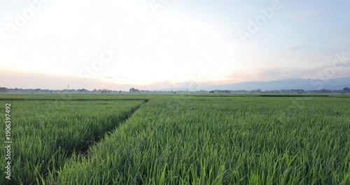Serene green field with lush crops under a soft sky.