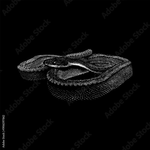 Hand-drawn vector illustration of a Dragon Snake (Javan Tubercle Snake or Javan Mudsnake) with detailed black ink texture. Exotic Southeast Asian reptile depicted in a coiled pose.