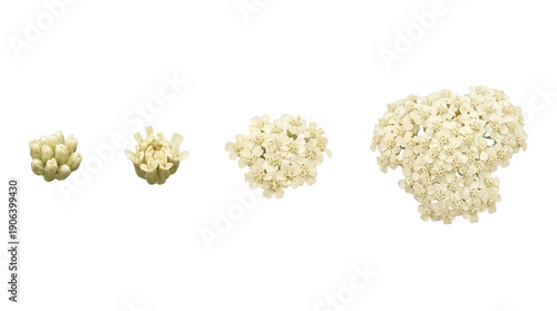 Multiple isolated small white flower clusters showing stages of bloom on transparent background