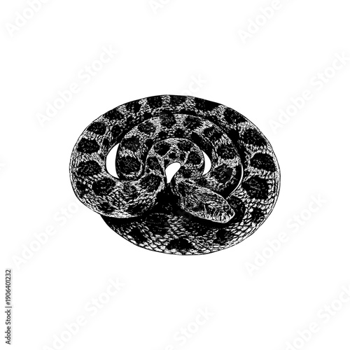 Hand-drawn fox snake illustration in a bold black and white vector style, featuring a coiled pose with detailed scales and strong contrast. Clean, isolated design suitable for tattoos, logos, etc.