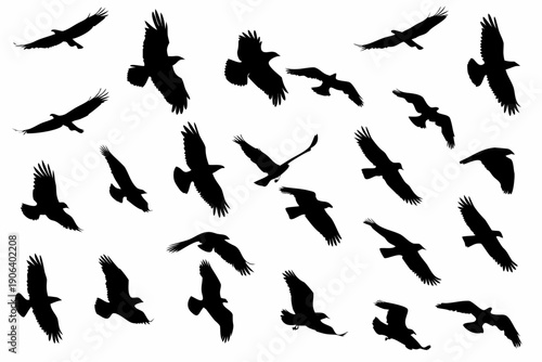 A flock of black birds in silhouette against a white background