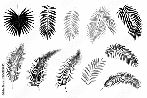 Collection of tropical palm leaves in varying shapes and shades