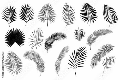 A collection of diverse palm leaves in a monochromatic style