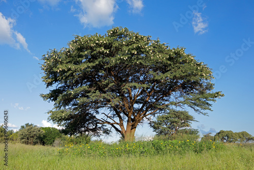 A large African camel-thorn tree (Vachellia erioloba) in grassland, South Africa