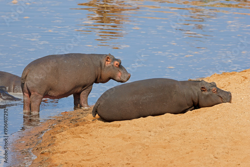Two hippos (Hippopotamus amphibius) on land, Kruger National Park, South Africa