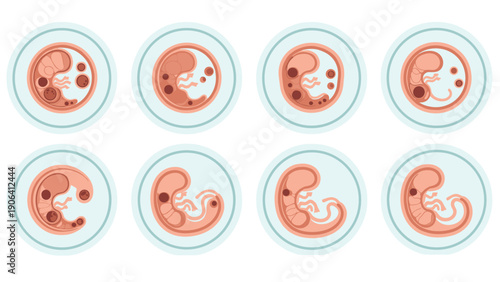 Scientific illustration depicting eight progressive stages of human embryo development within circles for biological education.
