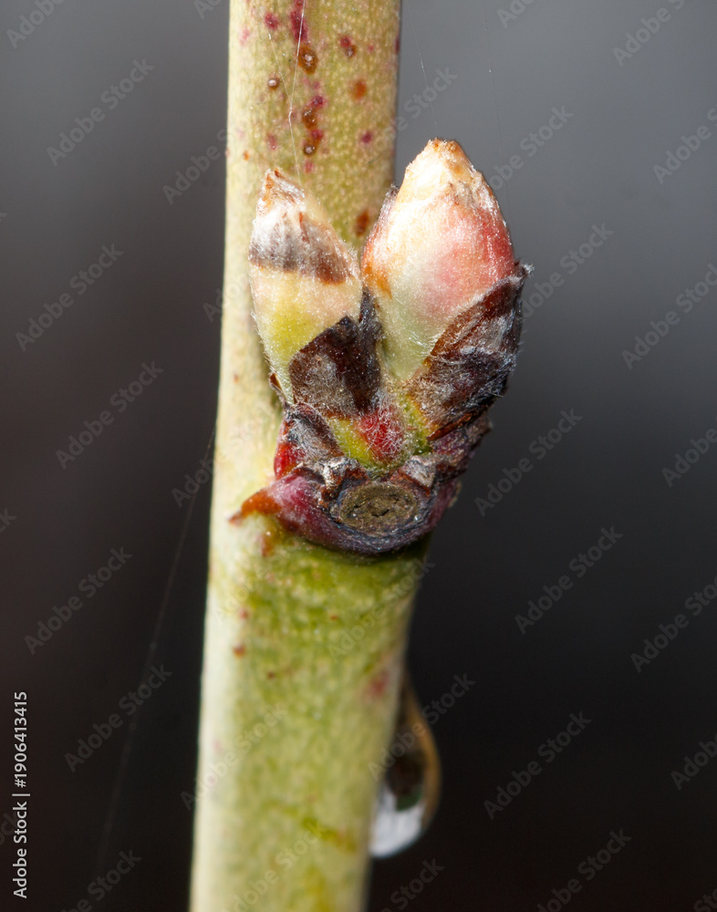 Naklejka premium A small green bud on a tree branch