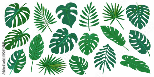 Variety of tropical monstera and palm leaves arranged on a white background