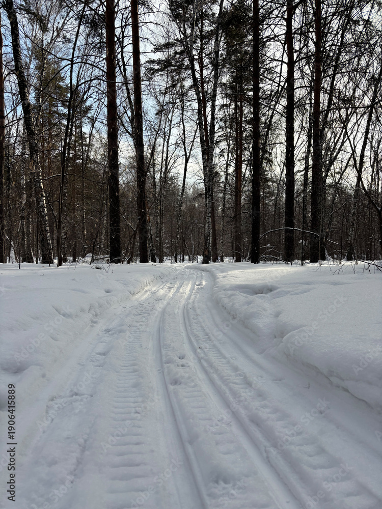 Obraz premium Ski run in the pine forest
