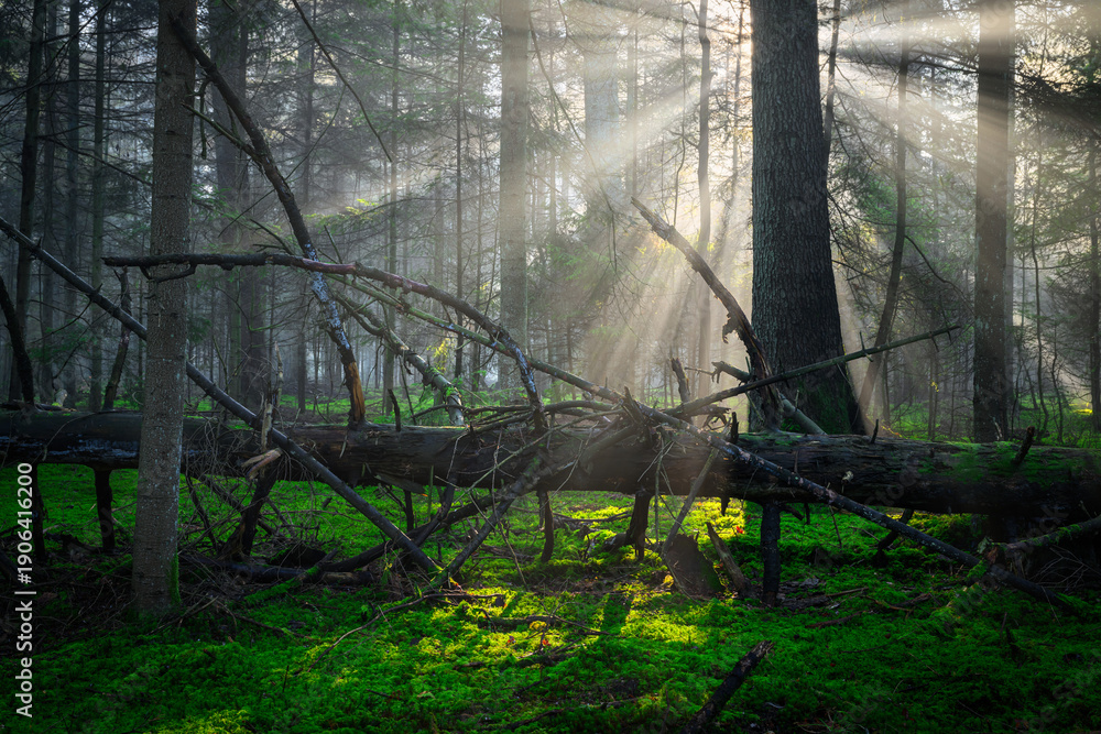 Naklejka premium Sunny morning in the green forest