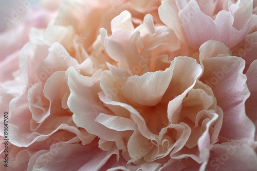 Peony flower layers, ruffled pink petals, soft marshmallow texture, wedding background