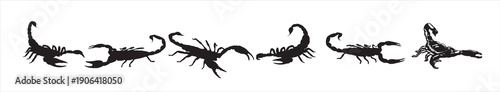 scorpion silhouette on white background