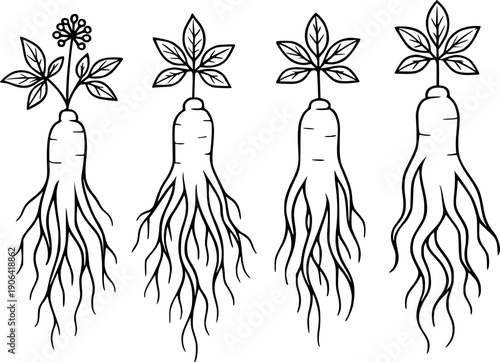 Vector illustration of 4 ginseng in outline design