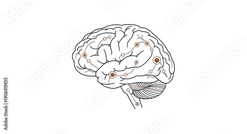 Detailed illustration of human brain anatomy highlighting various regions from a lateral viewpoint