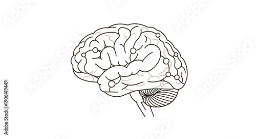 Detailed illustration of human brain anatomy with cerebral cortex and cerebellum, Whisk vector graphic