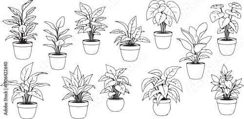 Black and white line of various potted plants line black and white pots greenery