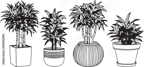 Black and white of four potted plants with different pots plant pots houseplants foliage
