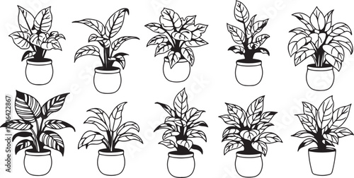 Black and white of potted plants leafy plants houseplants plant pots