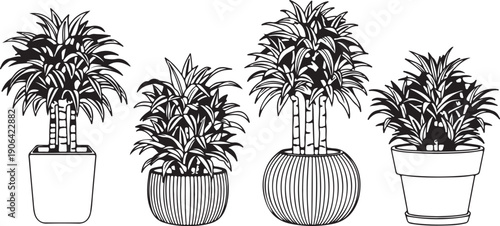 Black and white of four potted plants with varying leafy greens and pots plant pots indoor plants