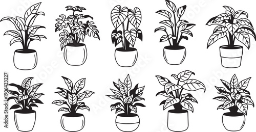 Black and white of ten potted plants with varying leaf shapes and pot styles leafy plants houseplants