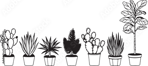 Black and white of various potted plants and cacti line succulents houseplants
