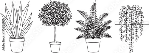 Four potted plants with different leaf shapes and growth habits leafy plants plant black and white line plant pots