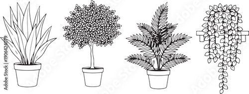 Four potted plants with different leaf shapes and sizes leafy plants plant black and white line plant pots