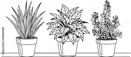 Three potted plants on a shelf pots black and white line indoor plants