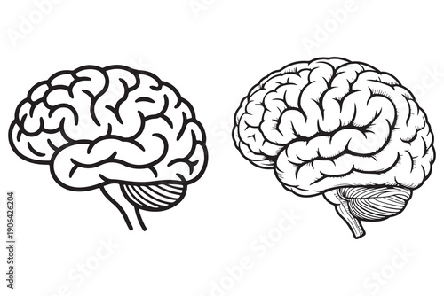 Human brain outline illustration anatomy science education concept
