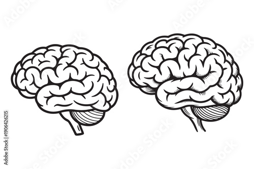 Human brain outline illustration anatomy science education concept
