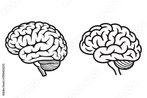 Human brain outline illustration anatomy science education concept
