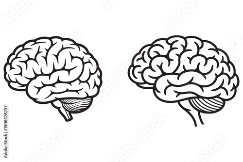 Human brain outline illustration anatomy science education concept
