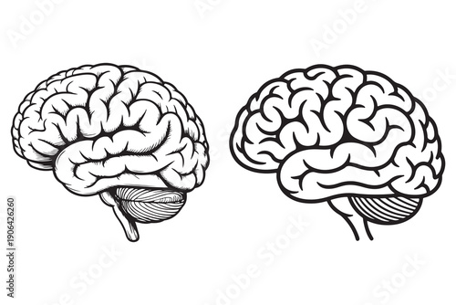 Human brain outline illustration anatomy science education concept
