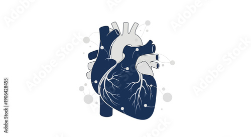 Anatomical Heart Illustration with Whisk Vector Art Elements
