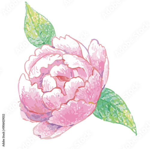 シャクヤクのイラスト。ベクターイラスト素材。