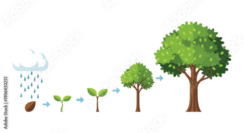 Illustrating the life cycle of a tree from seed to maturity a progression shown as a silhouette on transparent background