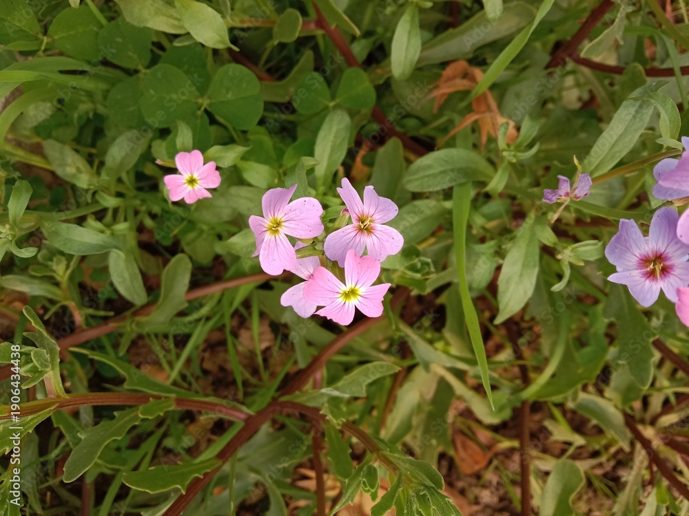 Naklejka premium Malcolmia maritima commonly known as Virginia stock flower showing delicate purple blooms and slender green stems growing naturally. Ornamental garden plant admired for fragrance and soft floral 