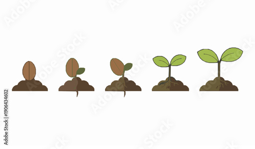 Plant growth stages from seed to tree vector illustration flat design green nature development