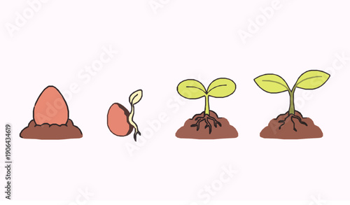 Seed germination growth stages from sprout to plant vector illustration flat design