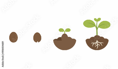 Plant growth stages from seed to sprout vector illustration flat design isolated on white background