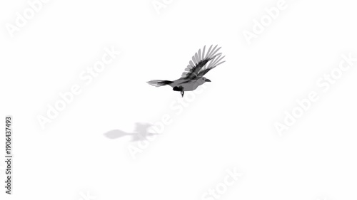 Birds flying in the sky or moving with green screen or chroma key video clip motion background