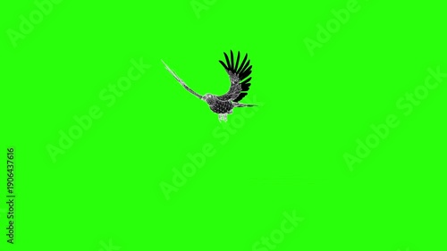 Birds flying in the sky or moving with green screen or chroma key video clip motion background